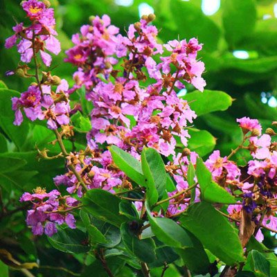 Banaba Leaf